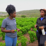 HOW A JAMAICAN FEMALE FARMER TURNED HER BACKYARD FARMING HOBBY INTO A SUCCESSFUL BUSINESS
